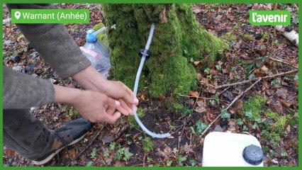 Trucs et astuces pour récolter la sève de bouleau