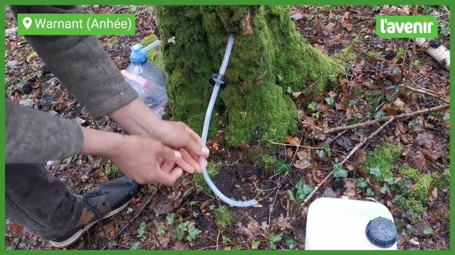 Trucs et astuces pour récolter la sève de bouleau