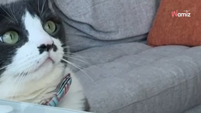 Elle éclate en sanglots devant son chat : sa réaction détruit pour de bon une vieille légende (vidéo)