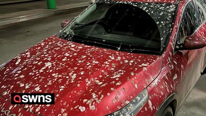 Village left covered in bird poo after invasion of tens of thousands of starlings