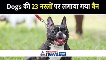 23 खूंखार नस्ल के कुत्तों पर केंद्र सरकार ने लगाया बैन, पिटबुल-जर्मन शेफर्ड समेत ये ब्रीड शामिल