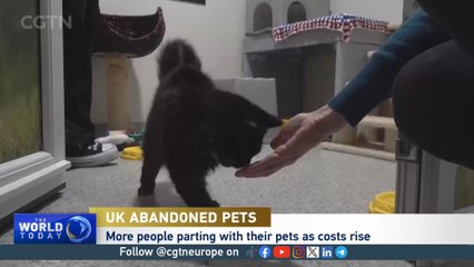 More people in the UK are abandoning pets due to rising costs