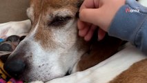 Video. Questo cane vive in un rifugio: non riesce a farsi adottare per motivi che spezzano il cuore