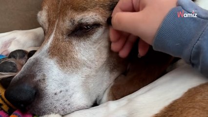 Video. Questo cane vive in un rifugio: non riesce a farsi adottare per motivi che spezzano il cuore