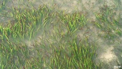Kenya: Seagrass and carbon credits