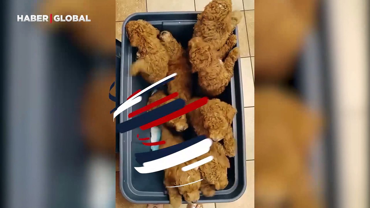 Hareket etmeden önce herkes onları kızarmış tavuk sandı! Ama sonra...