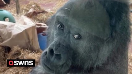 Zoo visitor gets stared up and down by extremely sassy gorilla