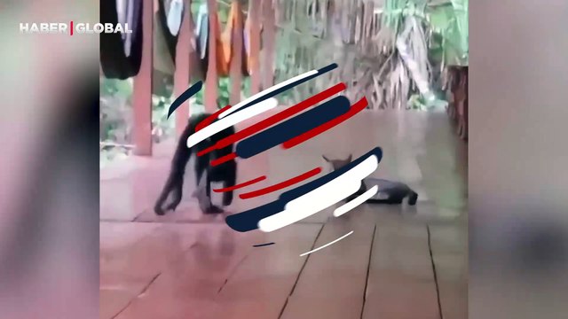 Arkadaşlıkları şaşırttı: Kediyi öpmelere doyamayan maymun güldürdü