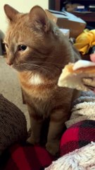 Cat Gags At Cinnamon Roll