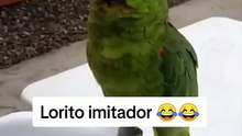 Lorito imitador 
