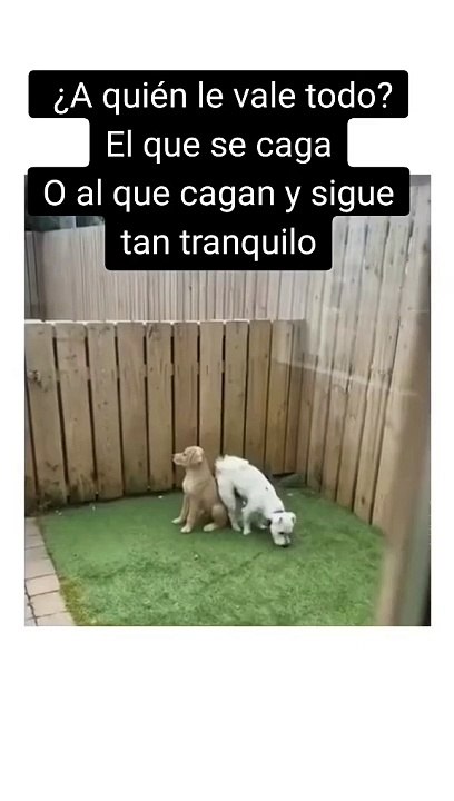 Funny videos 