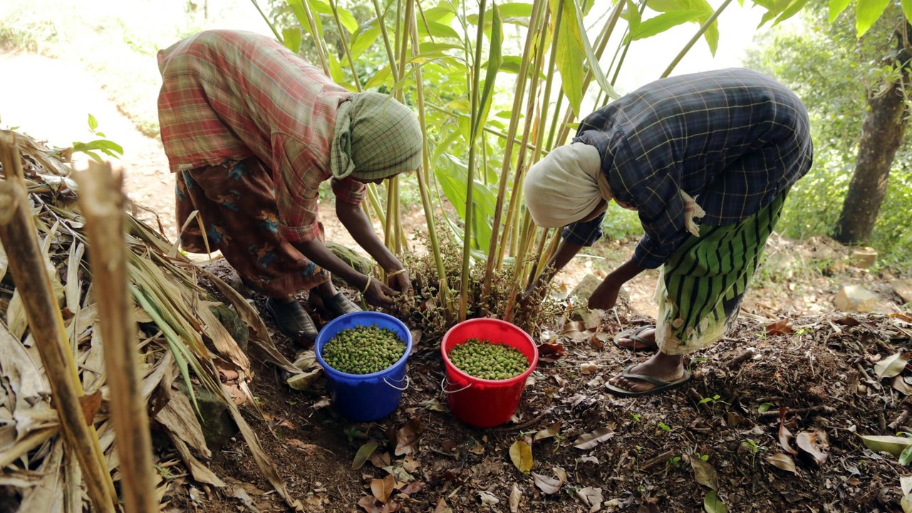 Regresa antigua técnica agrícola para salvar cultivos del cambio climático