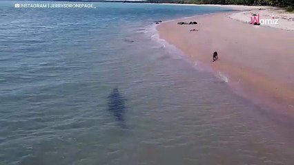 Download Video: Breathtaking drone footage captures huge creature stalking dog on beach (video)