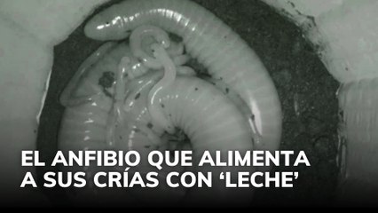 El anfibio que alimenta a sus crías con 'leche'