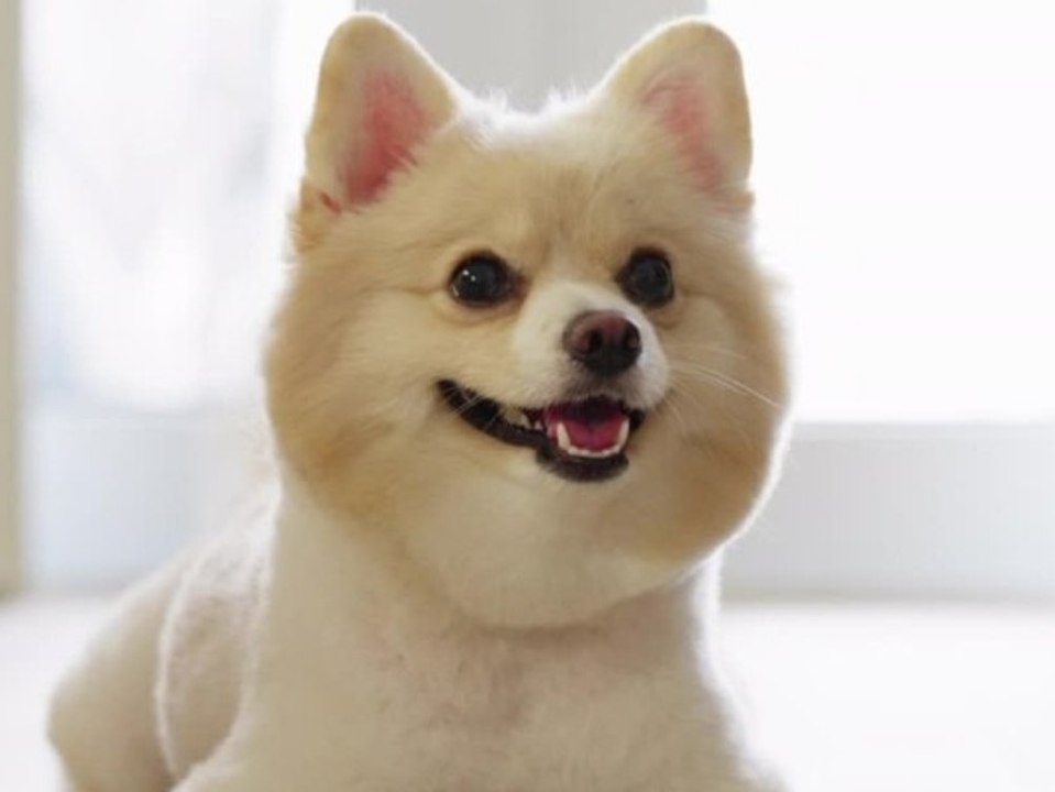 Neue Studie: Warum man Hunde knuddeln sollte!