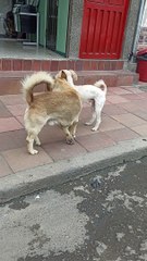 Pushy Pup Dons Fake Eyebrows