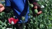 Myanmar farmers turn to opium poppies amid coup and conflict