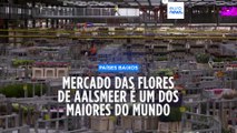 Maior campo de flores do mundo fica nos Países Baixos e é do tamanho de 70 campos de futebol