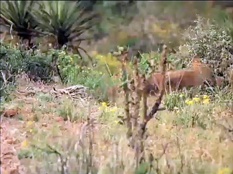 Trois enterrements Bande-annonce (ES)