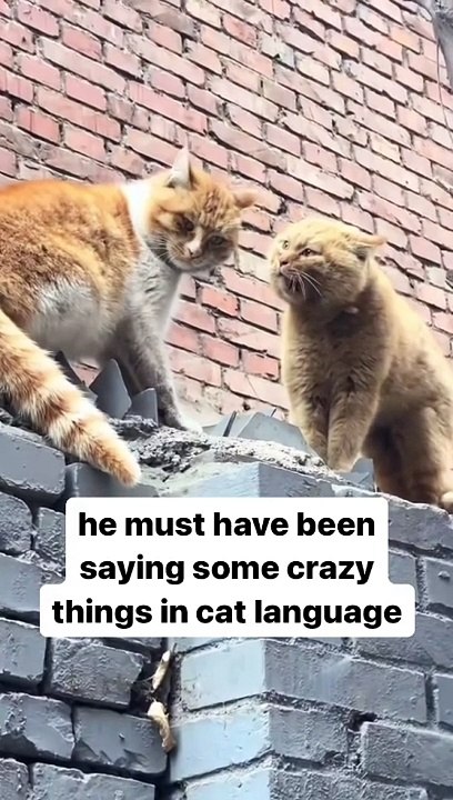 funny cat video