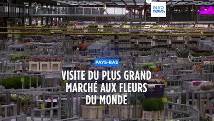 La plus grande bourse aux fleurs du monde, à Amsterdam, possède un lourd bilan carbone