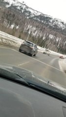 Alaska Police Try to Move Moose off Interstate