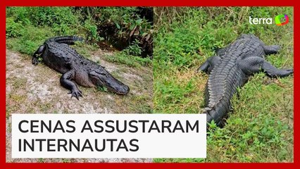 Mulher viraliza ao se deparar com vários jacarés durante caminhada nos EUA