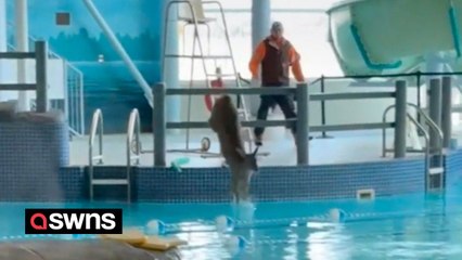 Deer goes for a swim in pool after smashing in through leisure centre window