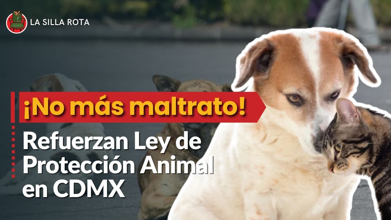 ¡No más maltrato! Refuerzan Ley de Protección A...