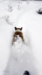 Sassy Corgi Doesn't Want to Play in the Snow