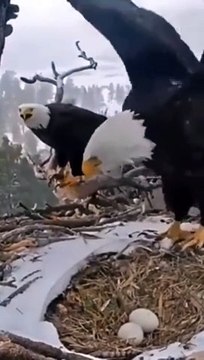 Chez les aigles, papa bosse autant que maman