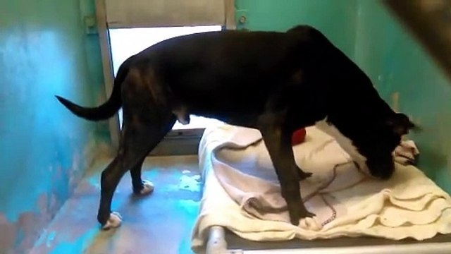 Old film❤️Mordecal 1y Pet Id 836780 Pit Bull Terrier Sitting for Staff Lady in Play Yard kennel 2 Humane Society of Southern Arizona❤️3450 N. Kelvin Tucson AZ 520-327-6088 on 3-7-2017adopted3-9-2017old film