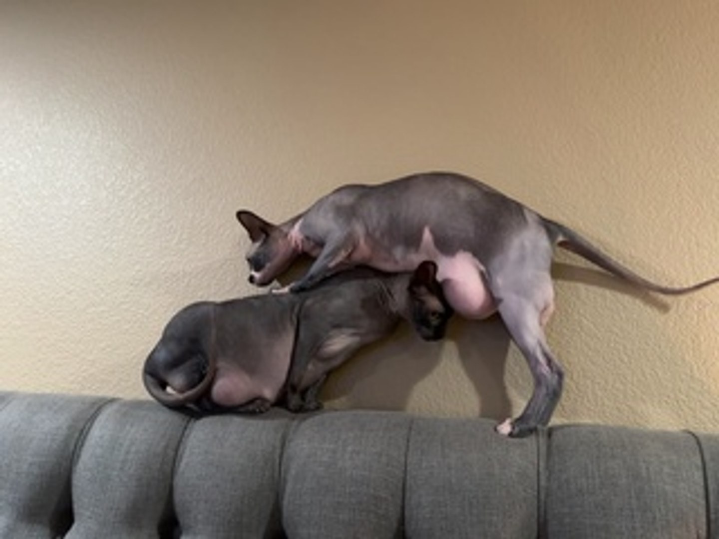 ⁣Sphynx Drags Big Belly Over Sister