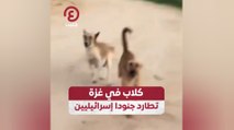 كلاب في غزة تطارد جنودا إسرائيليين