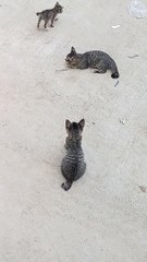 alaga ko na pusa