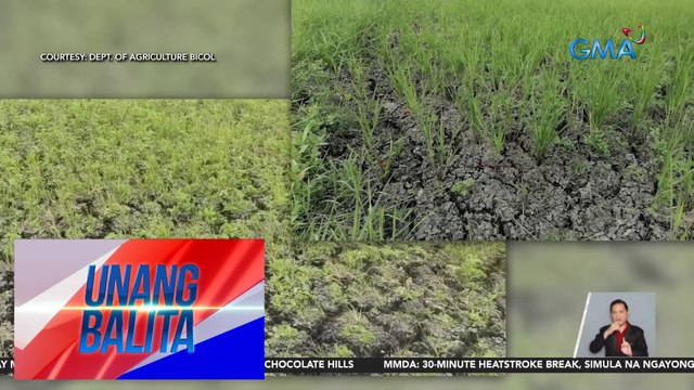 1,232 ektarya ng palayan, nagkabitak-bitak na dahil sa matinding init | UB
