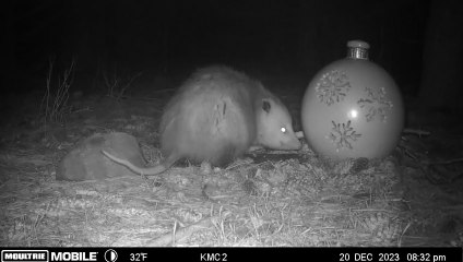 Opossum Steals Christmas Ornament