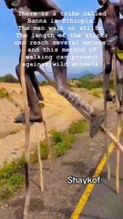 There is a tribe called Banna in Ethiopia. The men walk on stilts