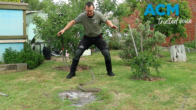 Aggressive eastern brown snake attempts to bite snake catcher Mark Pelley