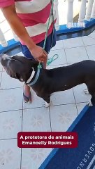 Mulher tem celular apreendido ao levar pitbull à prefeitura