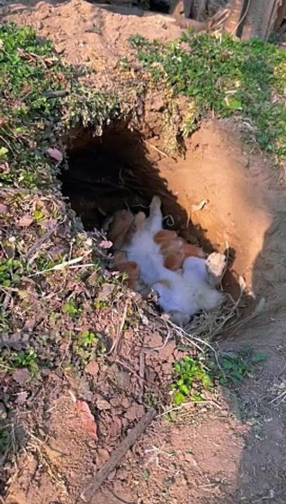 #cute#rabbit