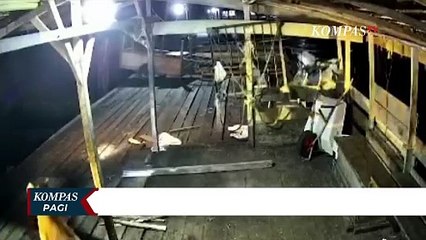 Detik-Detik 2 Ekor Harimau Sumatera Masuki Kamp Pekerja Sawit di Siak, Riau