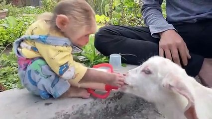 Monkey Cutis and Baby Goat Videos Compilation!