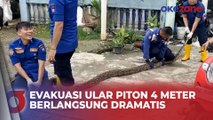 Evakuasi Ular Piton Sepanjang 4 Meter di Padang, Sumatera Barat Berlangsung Dramatis