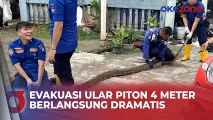 Evakuasi Ular Piton Sepanjang 4 Meter di Padang, Sumatera Barat Berlangsung Dramatis