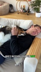 Best Pet Sitters in Sydney - PetCloud