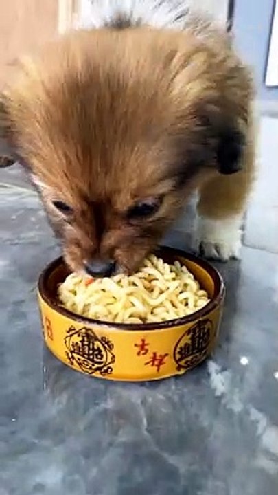 Dog Eating Noodles | Dog Eating Moments | Animals Funny Moments | Animals Satisfying Videos #animals #pets #dog #doglover #cutepuppies #fun #love #cute #beautiful #funny