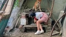 Sweet pet