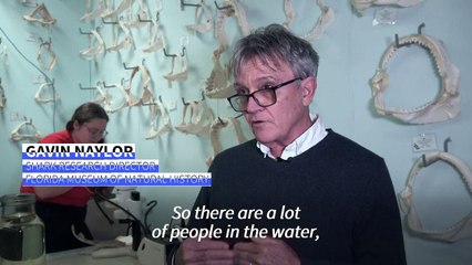 Experts want sharks to lose scary reputation