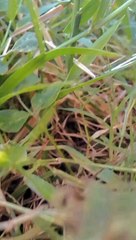 Relaxing seeing the green color of nature